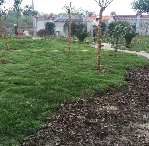 湖北綠怡草坪案例